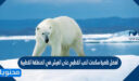 أفضل خاصية ساعدت الدب القطبي على العيش في المنطقة القطبية