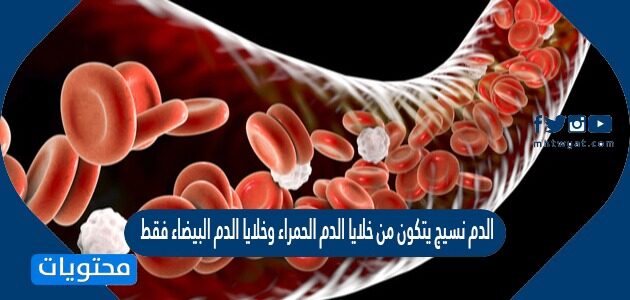 الدم نسيج يتكون من خلايا الدم الحمراء وخلايا الدم البيضاء فقط