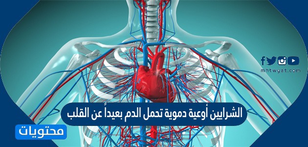 الشرايين أوعية دموية تحمل الدم بعيداً عن القلب صح أم خطأ