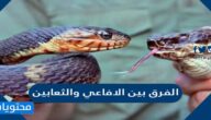 الفرق بين الافاعي والثعابين