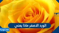 الورد الاصفر ماذا يعني