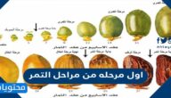اول مرحله من مراحل التمر