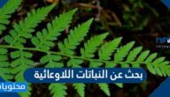 بحث عن النباتات اللاوعائية