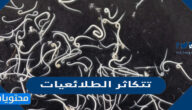 تتكاثر الطلائعيات