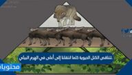 تتناقص الكتل الحيوية كلما انتقلنا إلى أعلى في الهرم البيئي