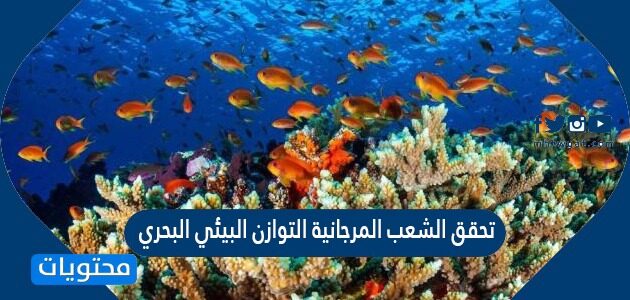 تحقق الشعب المرجانية التوازن البيئي البحري
