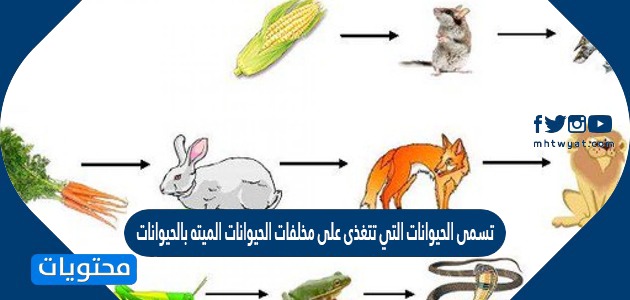 التي تسمى على النباتات الحيوانات تتغذى والحيوانات تسمى بقايا