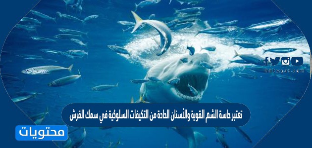 تعتبر حاسة الشم القوية والأسنان الحادة من التكيفات السلوكية في سمك القرش