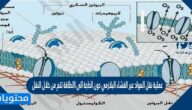 عملية نقل المواد عبر الغشاء البلازمي دون الحاجة الى االطاقة تتم من خلال النقل
