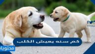 كم سنة يعيش الكلب