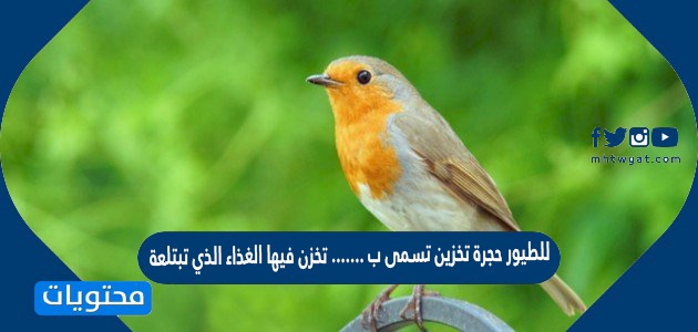 للطيور حجرة تخزين تسمى ب ……. تخزن فيها الغذاء الذي تبتلعة