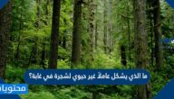 ما الذي يشكل عاملاً غير حيوي لشجرة في غابة