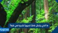 ما الذي يشكل عاملًا لا حيويًا لشجرة في غابة؟