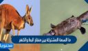 ما السمة المشتركة بين منقار البط والكنغر