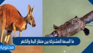 ما السمة المشتركة بين منقار البط والكنغر