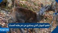 ما هو الحيوان الذي يستخرج من بطنه المسك