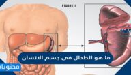 ما هو الطحال فى جسم الانسان