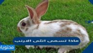 ماذا تسمى انثى الارنب