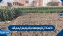 ماذا يحدث اذا ازال مزارع جميع محصوله من الارض ولم يتبقى اي جزء من النبات ليموت ويتحلل …وضحي اجابتك؟