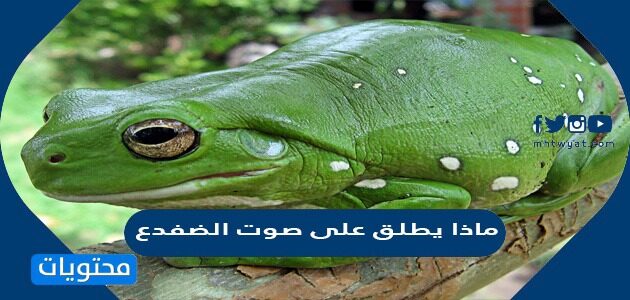 ماذا يطلق على صوت الضفدع