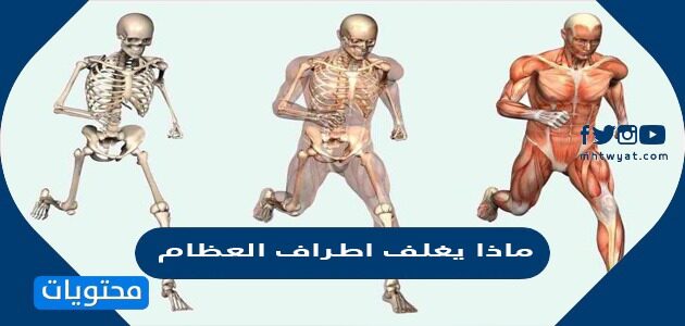 ماذا يغلف أطراف العظام