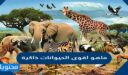 ماهو اقوى الحيوانات ذاكرة