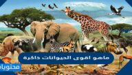 ماهو اقوى الحيوانات ذاكرة