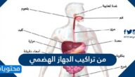 من تراكيب الجهاز الهضمي