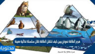هرم الطاقة نموذج يبين كيف تنتقل الطاقة خلال سلسلة غذائية معينة صح أم خطأ