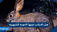 هل الارانب تجيها الدوره الشهريه
