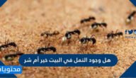 هل وجود النمل في البيت خير أم شر