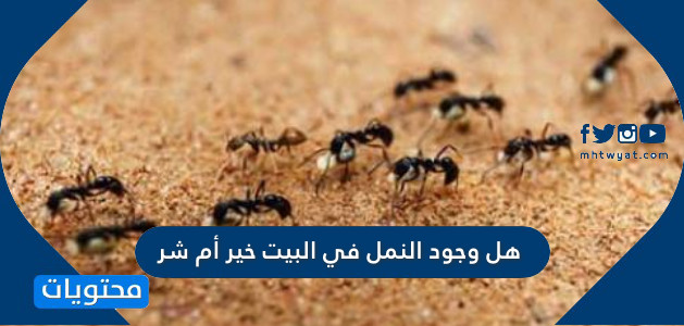 هل وجود النمل في البيت خير أم شر