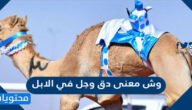 وش معنى دق وجل في الابل