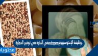 وظيفة الإندوسبيرم endosperm في البذرة هي توفير الحماية ضد تأثيرات البيئة الضارة. صح أم خطأ