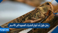 يصل طول أحد أنواع الحشرات العصوية الى 45 سم . ما طول 3 حشرات من هذا النوع ؟