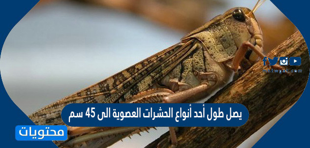 يصل طول أحد أنواع الحشرات العصوية الى 45 سم . ما طول 3 حشرات من هذا النوع ؟