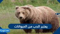 يعتبر الدب من الحيوانات