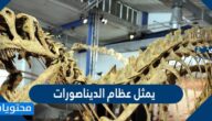 يمثل عظام الديناصورات