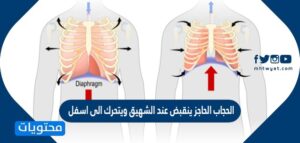 ما هو العجان عند الرجال والنساء - موقع محتويات