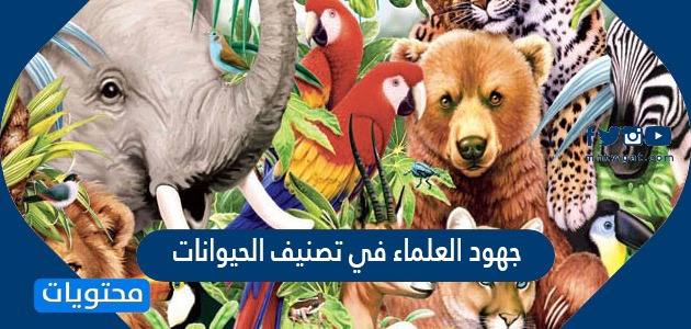 جهود العلماء في تصنيف الحيوانات - موقع محتويات