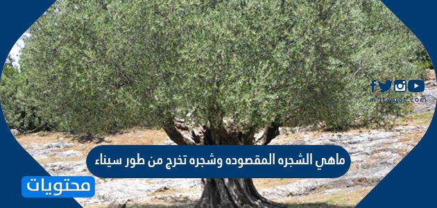 ما هي الشجرة المقصودة وشجرة تخرج من طور سيناء
