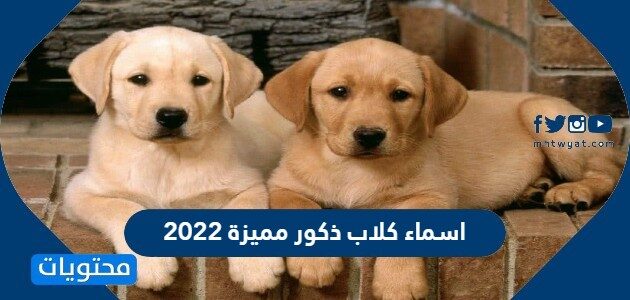 اسماء كلاب ذكور مميزة 2022