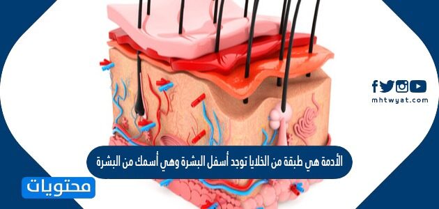 الأدمة هي طبقة من الخلايا توجد أسفل البشرة وهي أسمك من البشرة تحتوي على الأوعية الدموية والغدد العرقية وتراكيب أخرى. صح أم خطأ