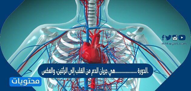 الدورة ……………….هي جريان الدم من القلب إلى الرئتين، والعكس.
