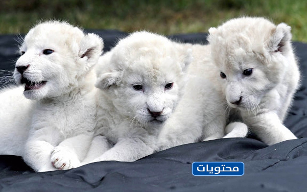 اغلى حيوان في العالم الشبل الأبيض The White Lion Cubs