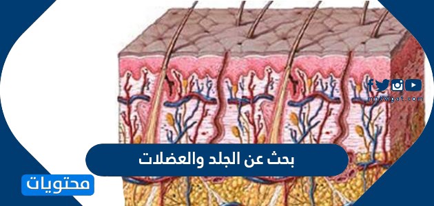 من وظائف الجلد في الانسان تصنيع فيتامين