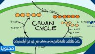 تحدث تفاعلات حلقة كالفن calvin cycle في جزء من البلاستيدات الخضراء يسمى الغرانا grana صح أم خطأ