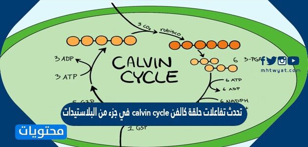تحدث تفاعلات حلقة كالفن calvin cycle في جزء من البلاستيدات الخضراء يسمى الغرانا grana صح أم خطأ