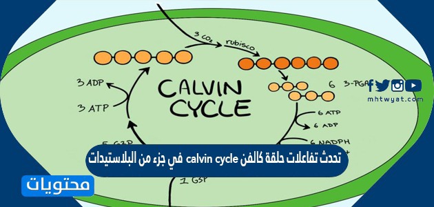 تحدث تفاعلات حلقة كالفن calvin cycle في جزء من البلاستيدات الخضراء يسمى الغرانا grana.