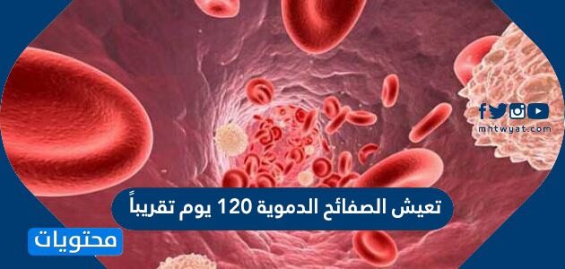 تعيش الصفائح الدموية ١٢٠ يوم تقريباً صح أم خطأ